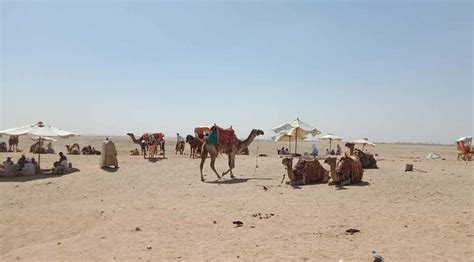 Veiling the Desert: An Unconventional Odyssey Through Egypt's Botanical Soul